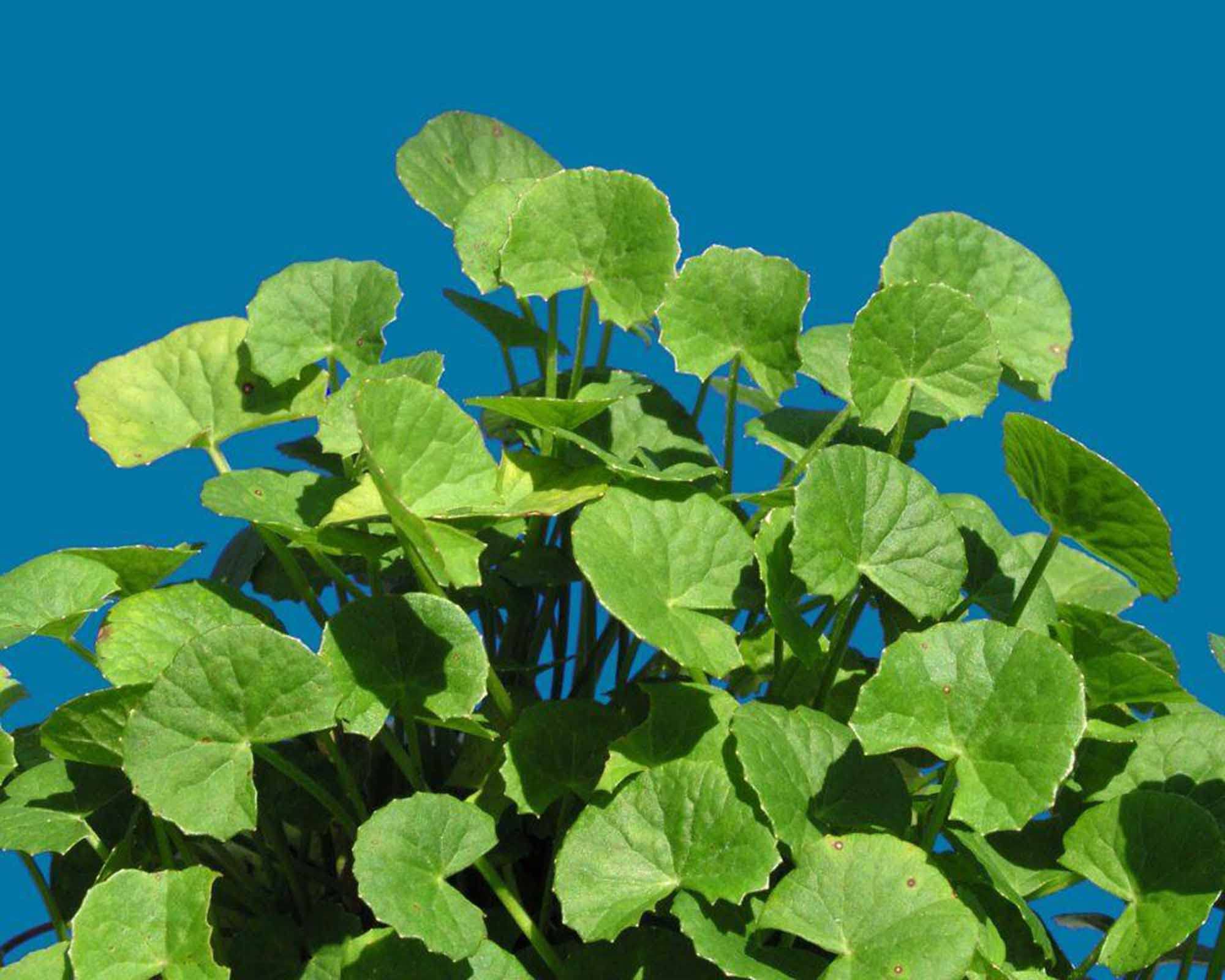 400 Centella Asiatica Seeds for Planting - Gotu Kola Leaf Centella Asiatica Indian Pennywort Centella Asiatica Rau Ma Herbal Seeds