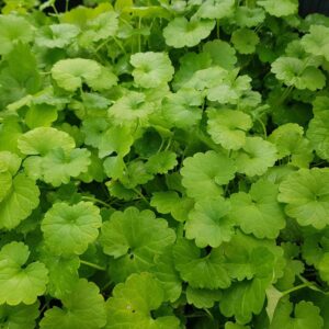 400 Centella Asiatica Seeds for Planting - Gotu Kola Leaf Centella Asiatica Indian Pennywort Centella Asiatica Rau Ma Herbal Seeds