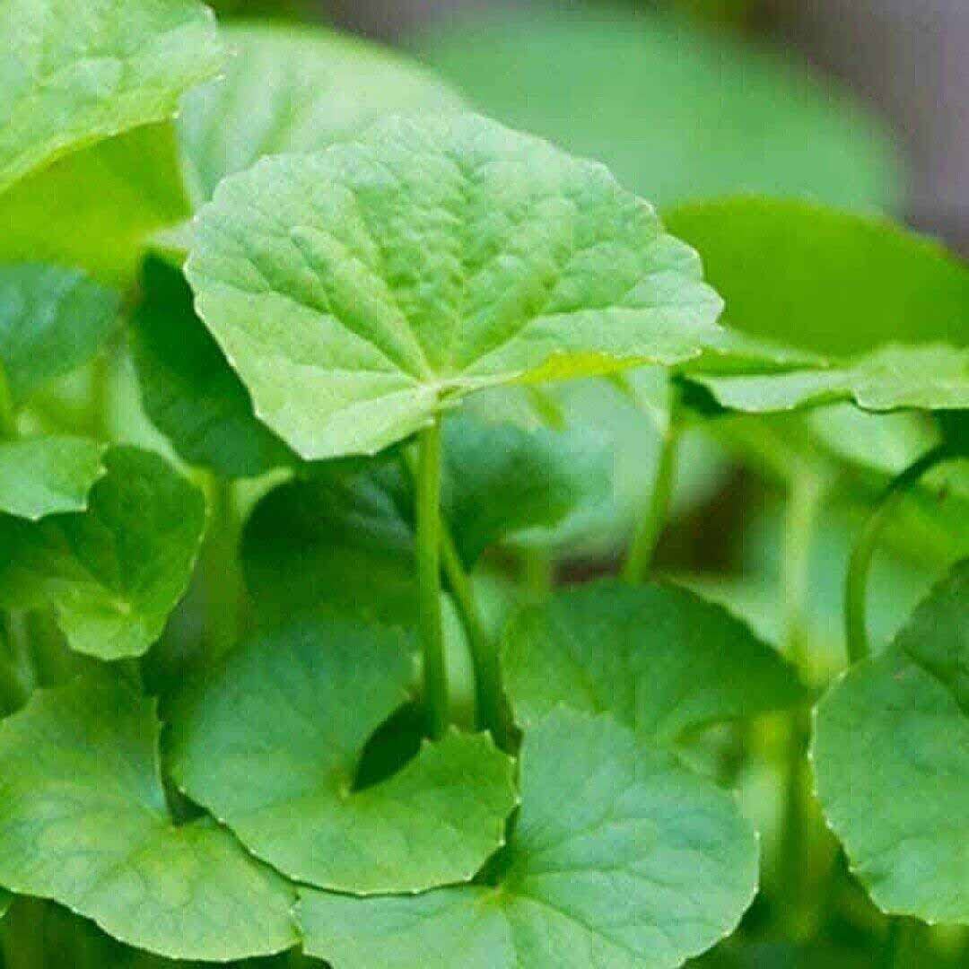 400 Centella Asiatica Seeds for Planting - Gotu Kola Leaf Centella Asiatica Indian Pennywort Centella Asiatica Rau Ma Herbal Seeds