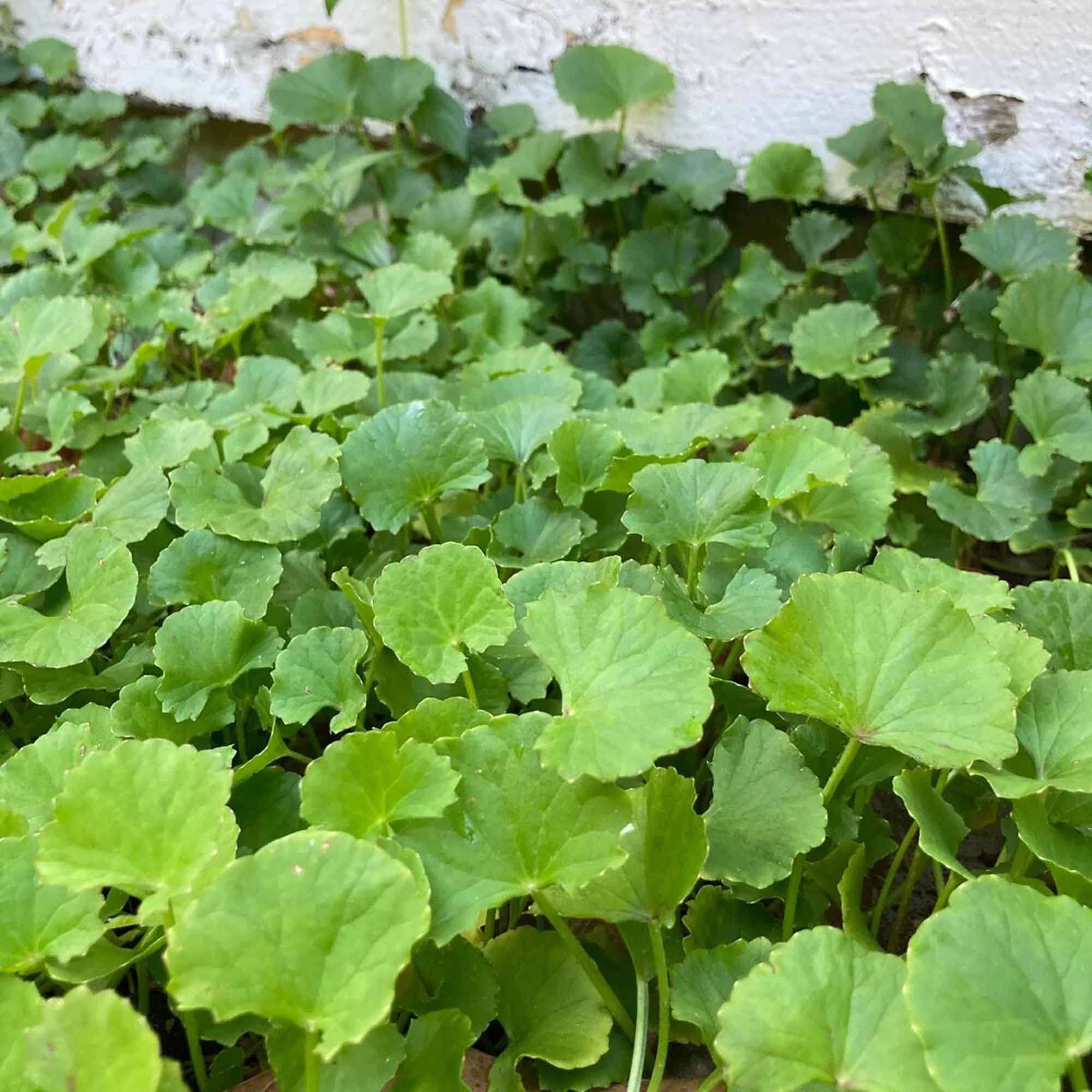 400 Centella Asiatica Seeds for Planting - Gotu Kola Leaf Centella Asiatica Indian Pennywort Centella Asiatica Rau Ma Herbal Seeds