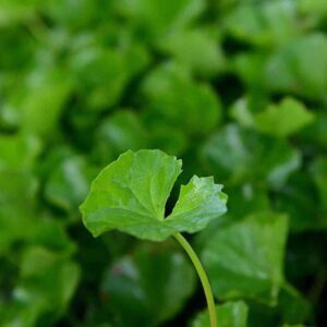 400 Centella Asiatica Seeds for Planting - Gotu Kola Leaf Centella Asiatica Indian Pennywort Centella Asiatica Rau Ma Herbal Seeds