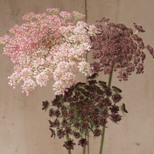 ammi dara flower seeds for planting (100 seeds) - mixed color queen anne's lace flower seeds, daucus seed