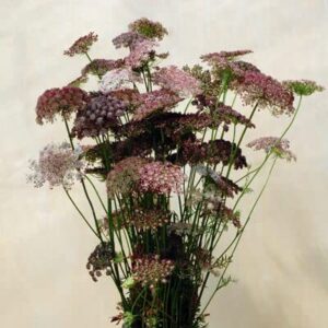 Ammi Dara Flower Seeds for Planting (100 Seeds) - Mixed Color Queen Anne's Lace Flower Seeds, Daucus Seed