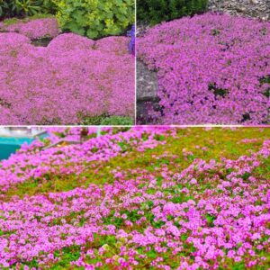 13000+ magic carpet creeping thyme seeds - beautiful ground cover flower seeds perennial flower seeds for landscaping