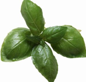 genovese basil seed pods (3) for hydrogarden