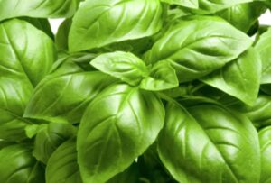 italian large leaf basil seed pods (3) for hydrogarden