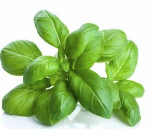 sweet basil seed pods (3) for hydrogarden