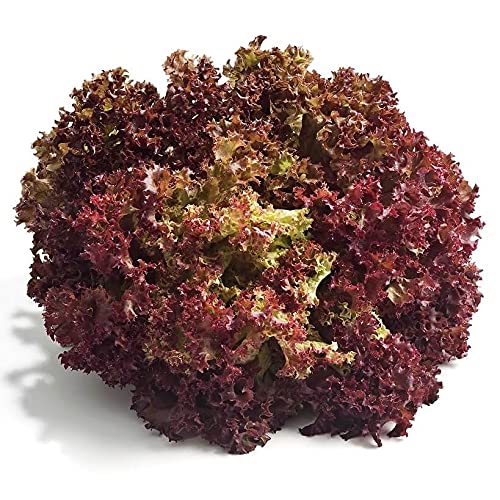 Lollo Darki Lettuce Seed Pods (3) for HydroGarden