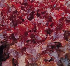 outrageously red lettuce (3) for hydrogarden