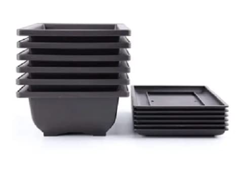 CZ Grain 6 Inch Bonsai Pots and Drip Trays - Starter Bonsai Pots, Small Bonsai Pots (6 Pots)