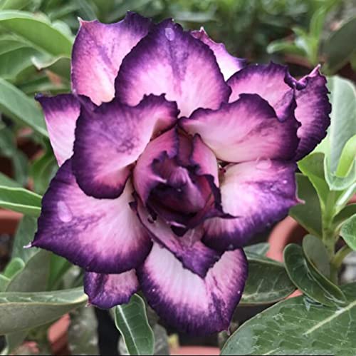 CHUXAY GARDEN White Purple Desert Rose Seed,Adenium Obesum 4 Seeds Tropical Perennial Flowering Plant an Exciting New Addition Great Desktop Bonsai