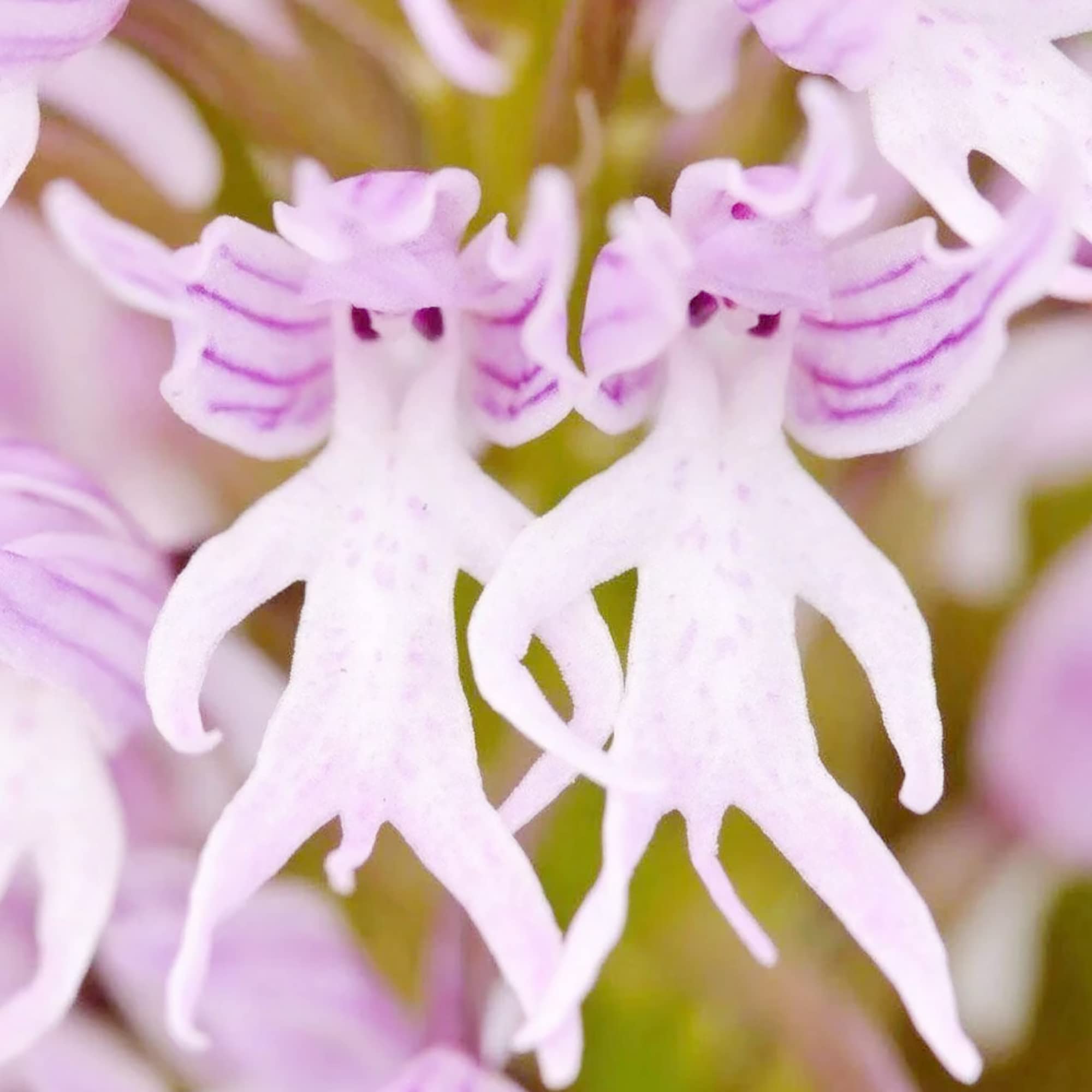 Naked Man Orchid Seeds Orchis Italica, Italian Orchid Fascinating and Unique Species of Orchid Distinctive and Intriguing Flower Shape for Gardens Outdoor 200Pcs Flower Seeds by YEGAOL Garden