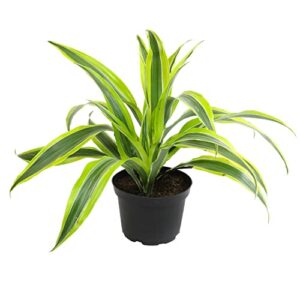 dragon tree easy plant 6 inch plant pot, real plants for living room decor, office plant, low light house plants, house plants indoors live plants indoor plants live houseplants by plants for pets