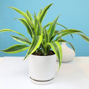 Dragon Tree Easy Plant 6 Inch Plant Pot, Real Plants for Living Room Decor, Office Plant, Low Light House Plants, House Plants Indoors Live Plants Indoor Plants Live Houseplants by Plants for Pets