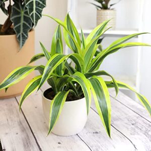 Dragon Tree Easy Plant 6 Inch Plant Pot, Real Plants for Living Room Decor, Office Plant, Low Light House Plants, House Plants Indoors Live Plants Indoor Plants Live Houseplants by Plants for Pets