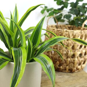 Dragon Tree Easy Plant 6 Inch Plant Pot, Real Plants for Living Room Decor, Office Plant, Low Light House Plants, House Plants Indoors Live Plants Indoor Plants Live Houseplants by Plants for Pets