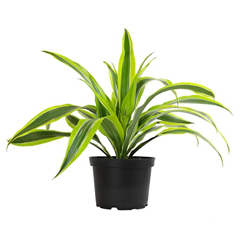 Dragon Tree Easy Plant 6 Inch Plant Pot, Real Plants for Living Room Decor, Office Plant, Low Light House Plants, House Plants Indoors Live Plants Indoor Plants Live Houseplants by Plants for Pets