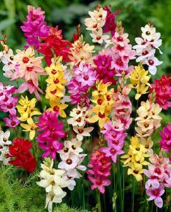 votaniki african corn lily mix bulbs - long blooming and easy to grow, ixia mixed bulbs for planting - perennial lily flower | unique and showy flowers for borders, beds and cut flower (12 pack)