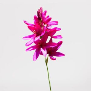 Votaniki African Corn Lily Mix Bulbs - Long Blooming and Easy to Grow, Ixia Mixed Bulbs for Planting - Perennial Lily Flower | Unique and Showy Flowers for Borders, Beds and Cut Flower (12 Pack)