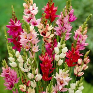 Votaniki African Corn Lily Mix Bulbs - Long Blooming and Easy to Grow, Ixia Mixed Bulbs for Planting - Perennial Lily Flower | Unique and Showy Flowers for Borders, Beds and Cut Flower (12 Pack)