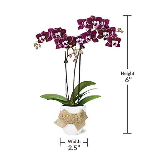 Just Add Ice JA5152 Purple Orchid in White Ceramic with Burlap Bow - Live Indoor Plant, Long-Lasting Flowers, Gift for Mother's Day, Spring, Shabby Chic, Rustic Farmhouse - 2.5" Diameter, 9" Tall