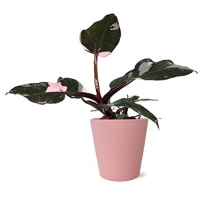 wild interiors pink princess philodendron in matte pink ceramic pottery, rare plant, live indoor plant, variegated leaves, fully rooted, pink home décor, 5" diameter, 8-14" tall