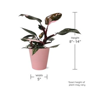 Wild Interiors Pink Princess Philodendron in Matte Pink Ceramic Pottery, Rare Plant, Live Indoor Plant, Variegated Leaves, Fully Rooted, Pink Home Décor, 5" Diameter, 8-14" Tall