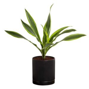 greendigs lemon lime dracaena plant in black ceramic fluted 5-inch pot - houseplant pre-potted with premium soil