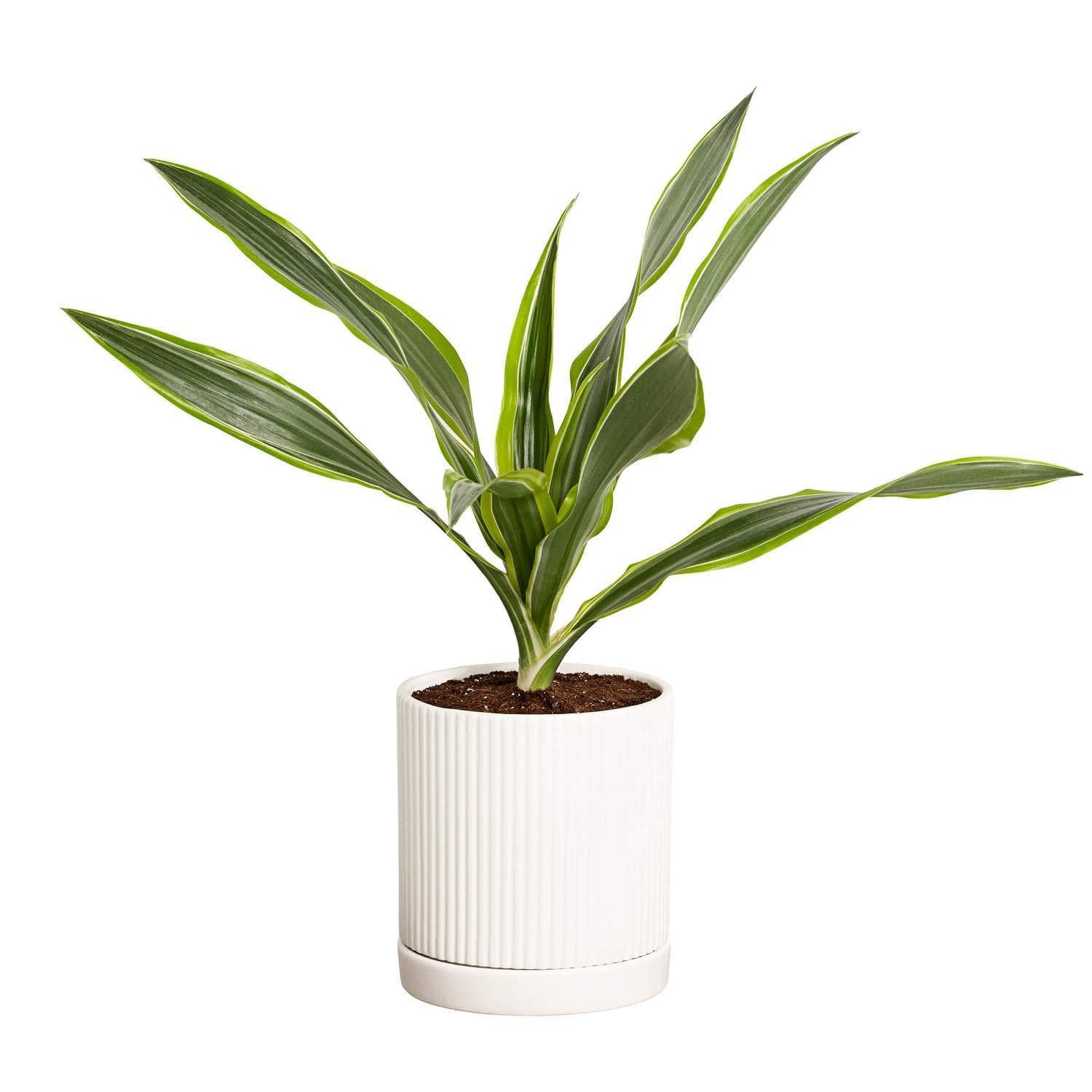 Greendigs Lemon Lime Dracaena Plant in White Ceramic Fluted 5-Inch Pot - Houseplant Pre-Potted with Premium Soil