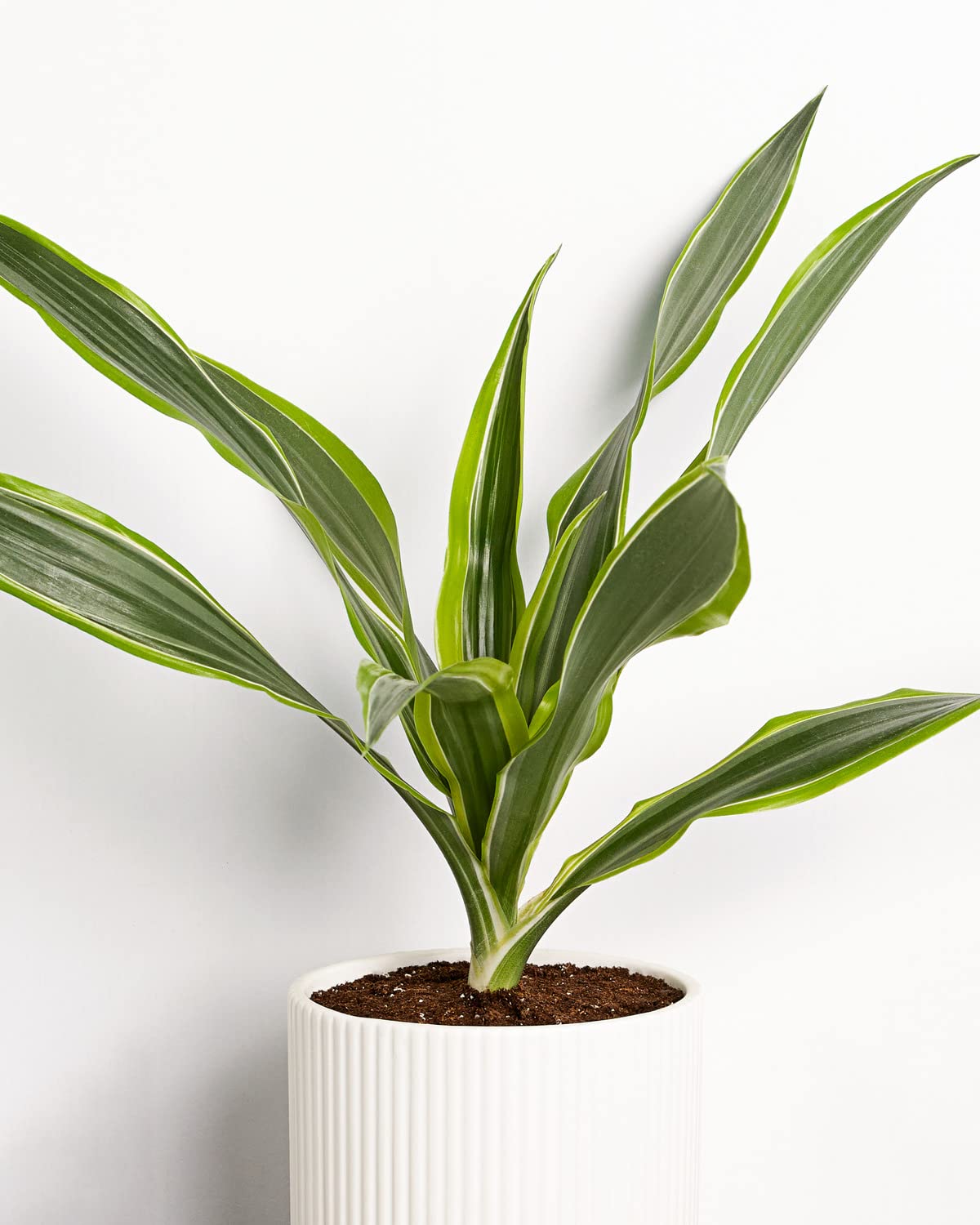 Greendigs Lemon Lime Dracaena Plant in White Ceramic Fluted 5-Inch Pot - Houseplant Pre-Potted with Premium Soil