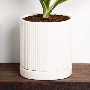 Greendigs Lemon Lime Dracaena Plant in White Ceramic Fluted 5-Inch Pot - Houseplant Pre-Potted with Premium Soil