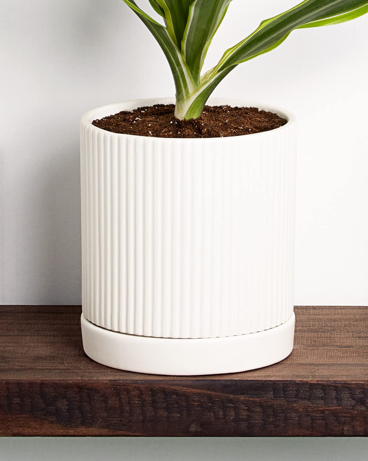 Greendigs Lemon Lime Dracaena Plant in White Ceramic Fluted 5-Inch Pot - Houseplant Pre-Potted with Premium Soil