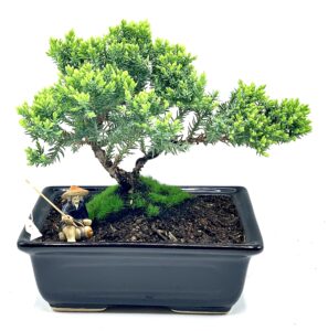 live dwarf juniper bonsai tree about 6 years old with cute ceramic fisherman | juniper or jade bonsai tree | indoor/outdoor | 100% handcrafted| home and office décor | best gift for holiday