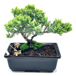 Live Dwarf Juniper Bonsai Tree About 6 Years Old with Cute Ceramic Fisherman | Juniper or Jade Bonsai Tree | Indoor/Outdoor | 100% Handcrafted| Home and Office Décor | Best Gift for Holiday