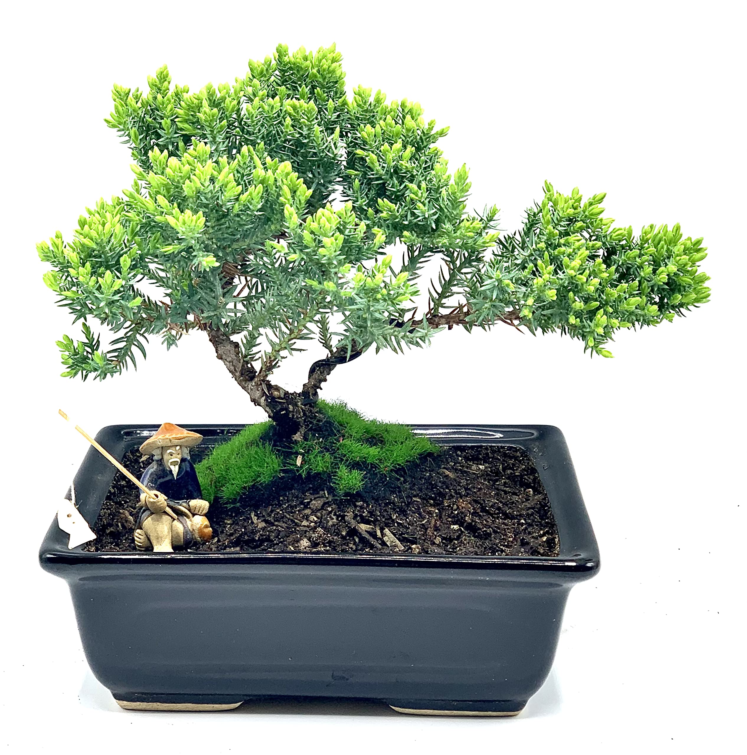 Live Dwarf Juniper Bonsai Tree About 6 Years Old with Cute Ceramic Fisherman | Juniper or Jade Bonsai Tree | Indoor/Outdoor | 100% Handcrafted| Home and Office Décor | Best Gift for Holiday