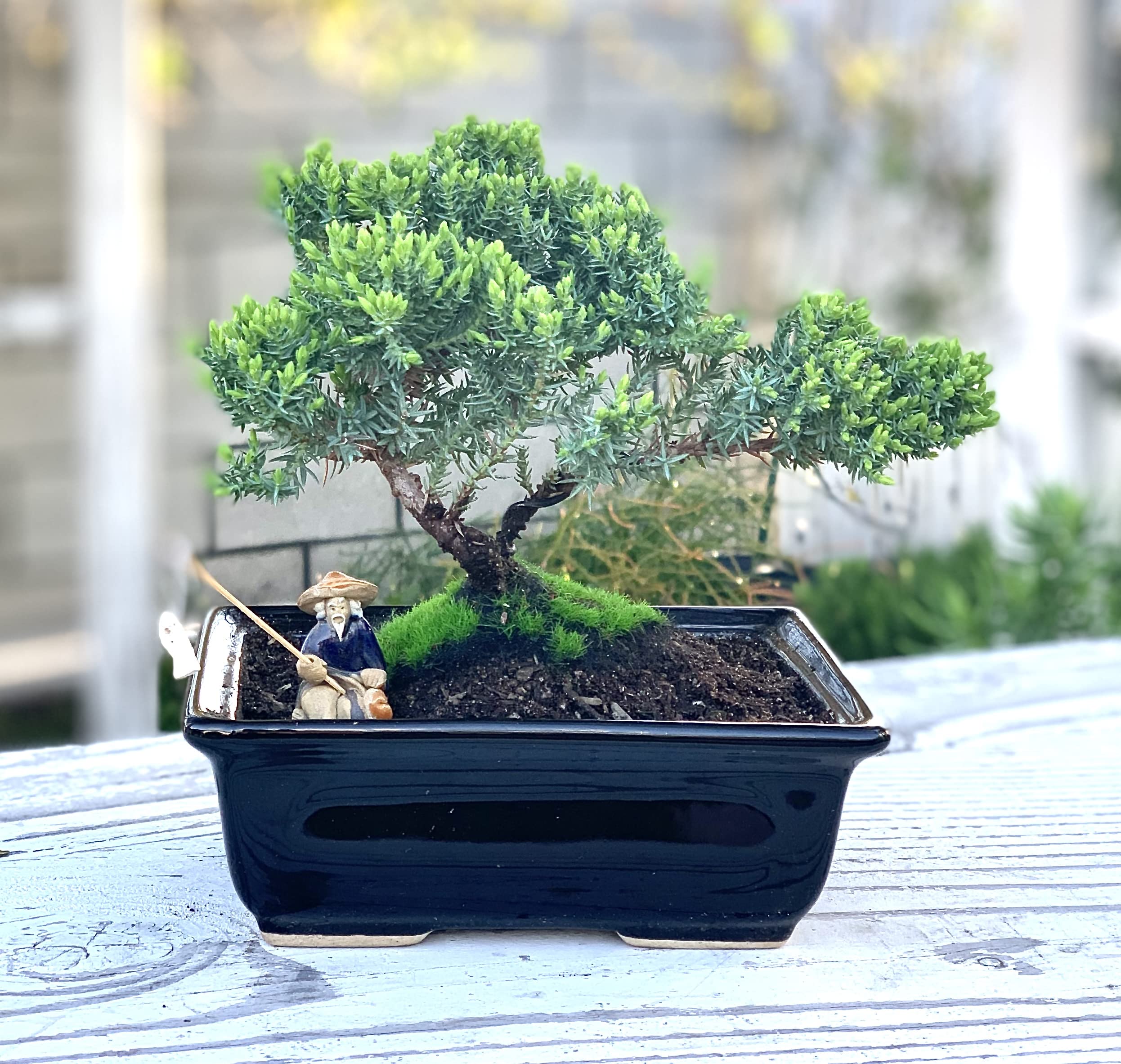 Live Dwarf Juniper Bonsai Tree About 6 Years Old with Cute Ceramic Fisherman | Juniper or Jade Bonsai Tree | Indoor/Outdoor | 100% Handcrafted| Home and Office Décor | Best Gift for Holiday