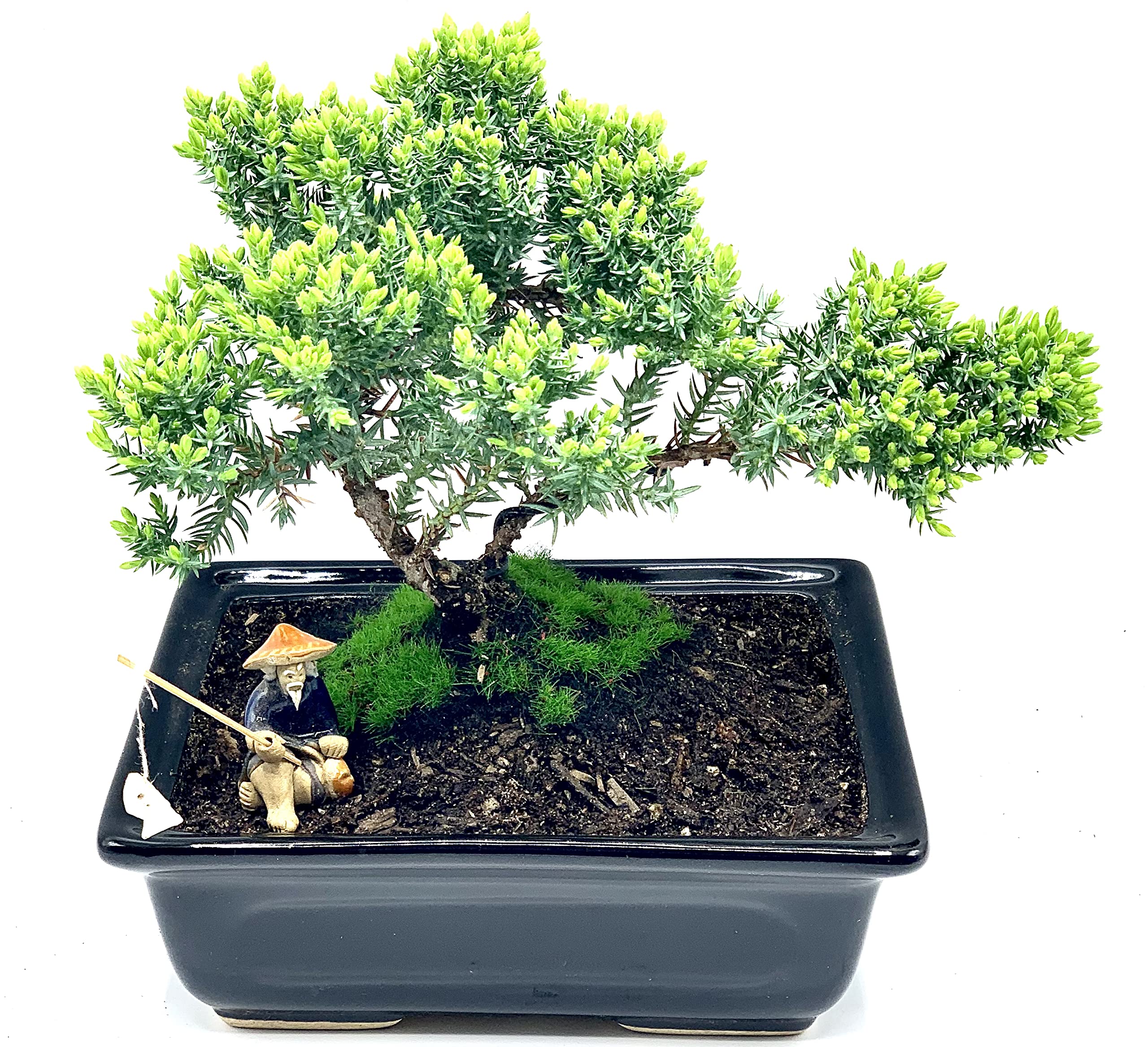 Live Dwarf Juniper Bonsai Tree About 6 Years Old with Cute Ceramic Fisherman | Juniper or Jade Bonsai Tree | Indoor/Outdoor | 100% Handcrafted| Home and Office Décor | Best Gift for Holiday