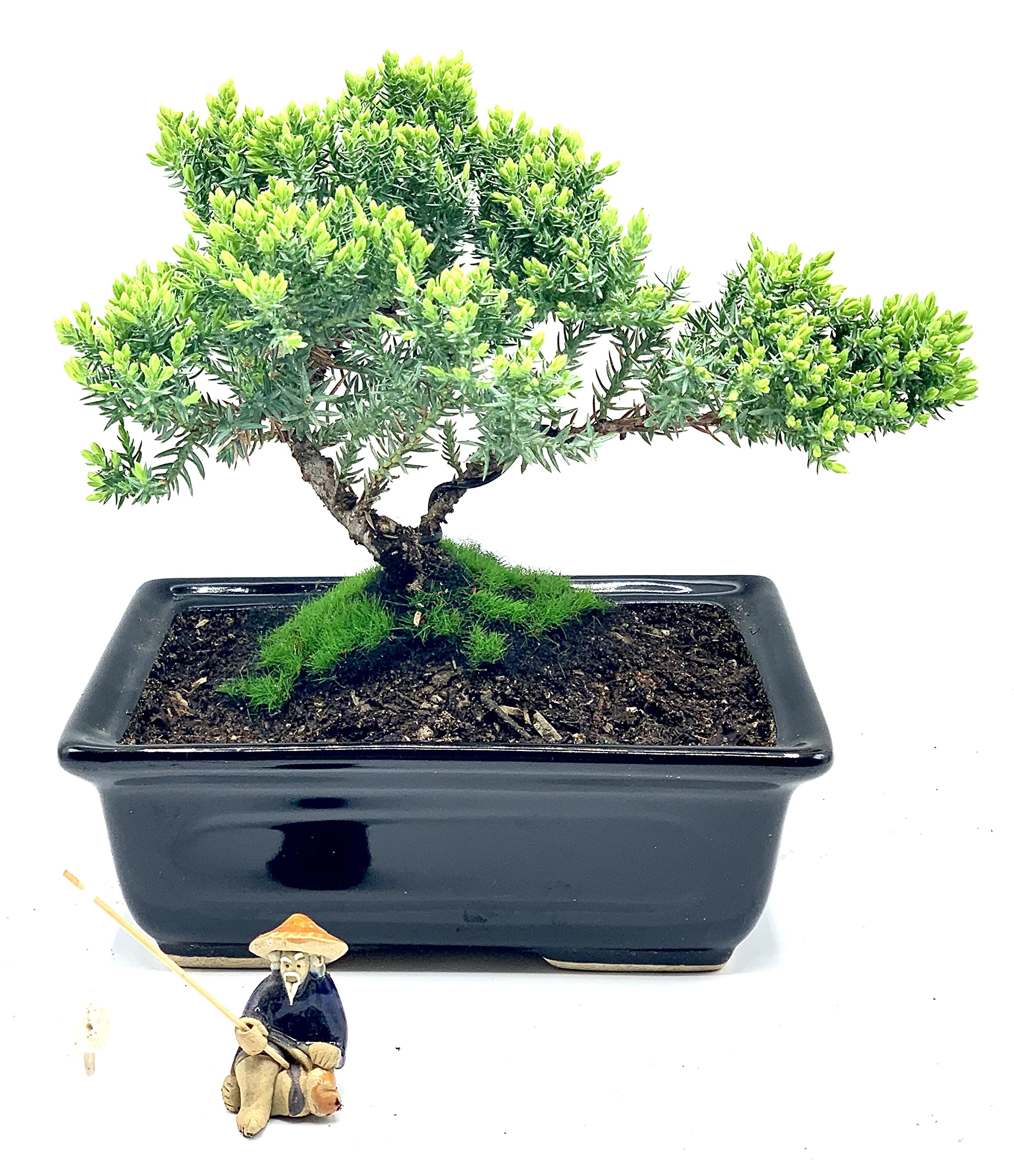 Live Dwarf Juniper Bonsai Tree About 6 Years Old with Cute Ceramic Fisherman | Juniper or Jade Bonsai Tree | Indoor/Outdoor | 100% Handcrafted| Home and Office Décor | Best Gift for Holiday