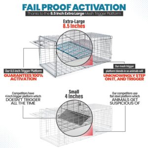 eXuby Large Cat Trap for Stray/Feral Cats & Other Animals - 32"x12"x13” - Catch Them Live & Relocate - Extra Large 8.5" Trigger Platform - Also for; Racoon, Rabbit, Possum, Skunk, Bobcat, Squirrel