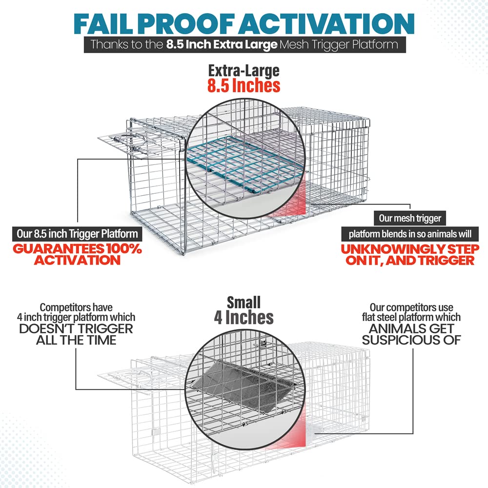 eXuby Large Cat Trap for Stray/Feral Cats & Other Animals - 32"x12"x13” - Catch Them Live & Relocate - Extra Large 8.5" Trigger Platform - Also for; Racoon, Rabbit, Possum, Skunk, Bobcat, Squirrel