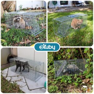 eXuby Large Cat Trap for Stray/Feral Cats & Other Animals - 32"x12"x13” - Catch Them Live & Relocate - Extra Large 8.5" Trigger Platform - Also for; Racoon, Rabbit, Possum, Skunk, Bobcat, Squirrel