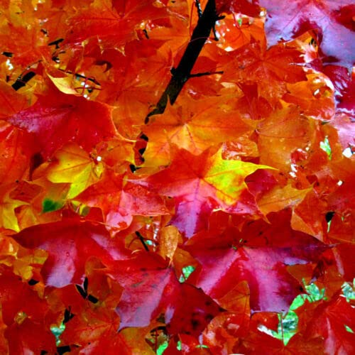 Fresh Seeds - 10 Seeds RED Sunset Japanese Maple Acer rubrum Tree, Landscaping or Bonsai