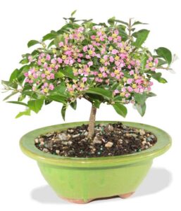 from you flowers - barbados cherry indoor potted bonsai for birthday, anniversary, get well, congratulations, thank you