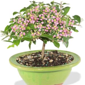 From You Flowers - Barbados Cherry Indoor Potted Bonsai for Birthday, Anniversary, Get Well, Congratulations, Thank You