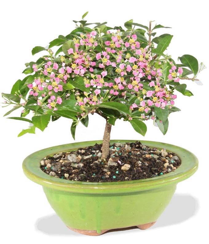 From You Flowers - Barbados Cherry Indoor Potted Bonsai for Birthday, Anniversary, Get Well, Congratulations, Thank You