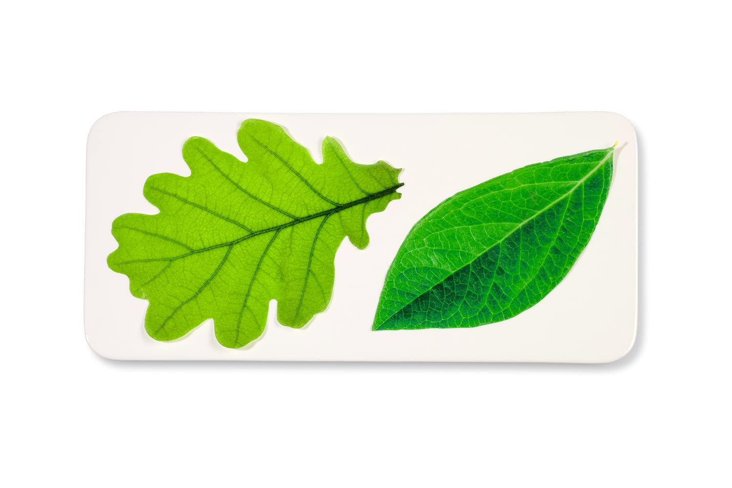 Parchment Paper Leaves for Cheese & Charcuterie Boards - Sisson Distribution Leaves (Pack of 20) (Spring Leaves)