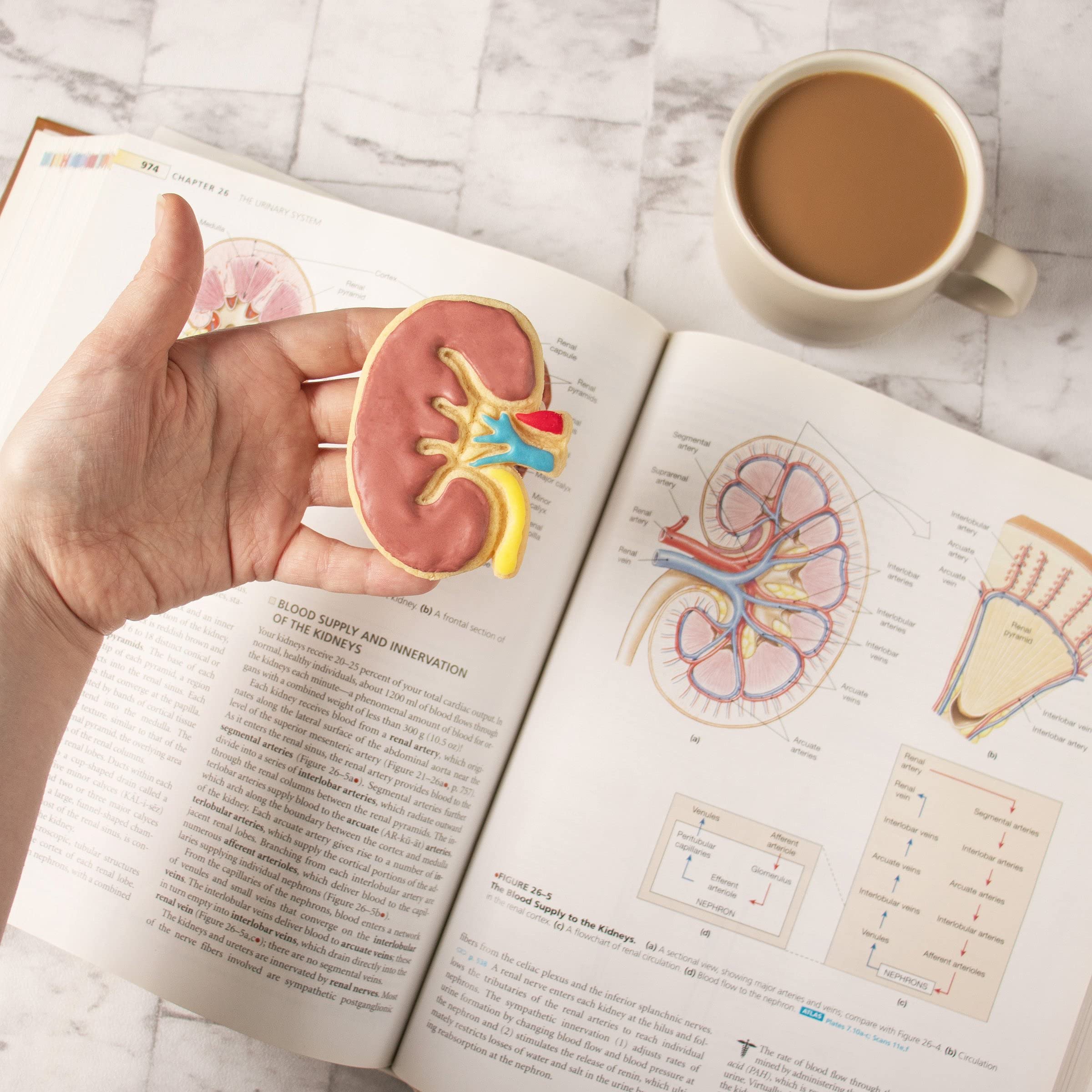 External Kidney cookie cutter, 1 piece - Bakerlogy