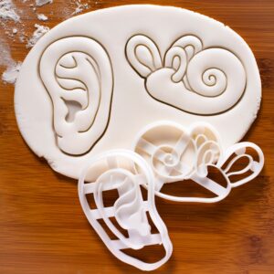 Set of 2 Ear cookie cutters (Designs: Anatomical Human Ear and Cochlea Inner Ear), 2 pieces - Bakerlogy