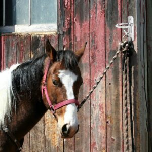 Worldity 6 Pack Bucket Hooks, Heavy Duty Iron Equestrian Bucket Hook Hangers, Multi-Functional Horse Water Bucket Hook for Hanging Horse Supplies, Feeding Horse, Tying Horse