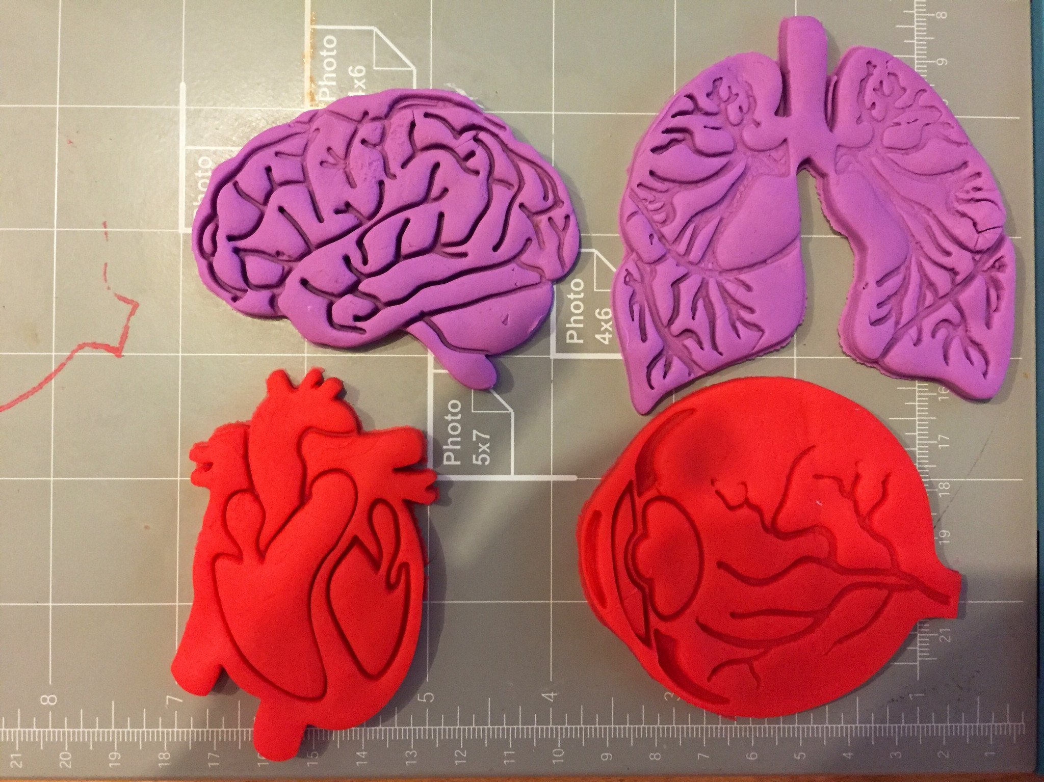 Human Tissue Anatomy Cookie Cutter (Set of 4)